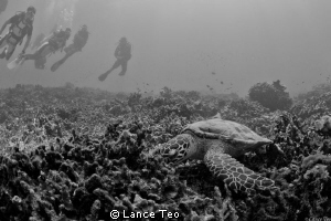 Turtle watching - B/w by Lance Teo 